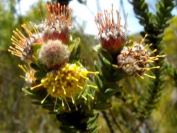 Leucospermum truncatulum blooming sequence